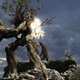 Illustration for article titled When coconut trees attack . . . other trees
